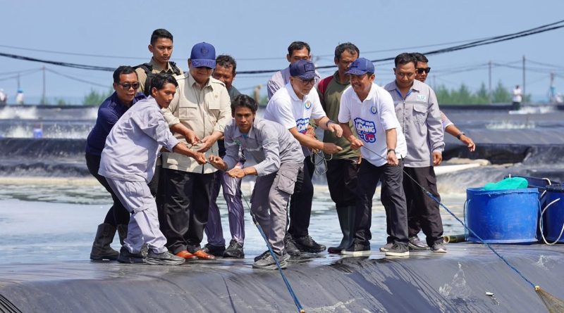 Presiden RI Prabowo Subianto meninjau langsung agenda panen raya di Tambak Budidaya Udang Berbasis Kawasan (BUBK) Kabupaten Kebumen, Jawa Tengah, Sabtu (23/5/2026). (Foto: Kemenko Pangan)