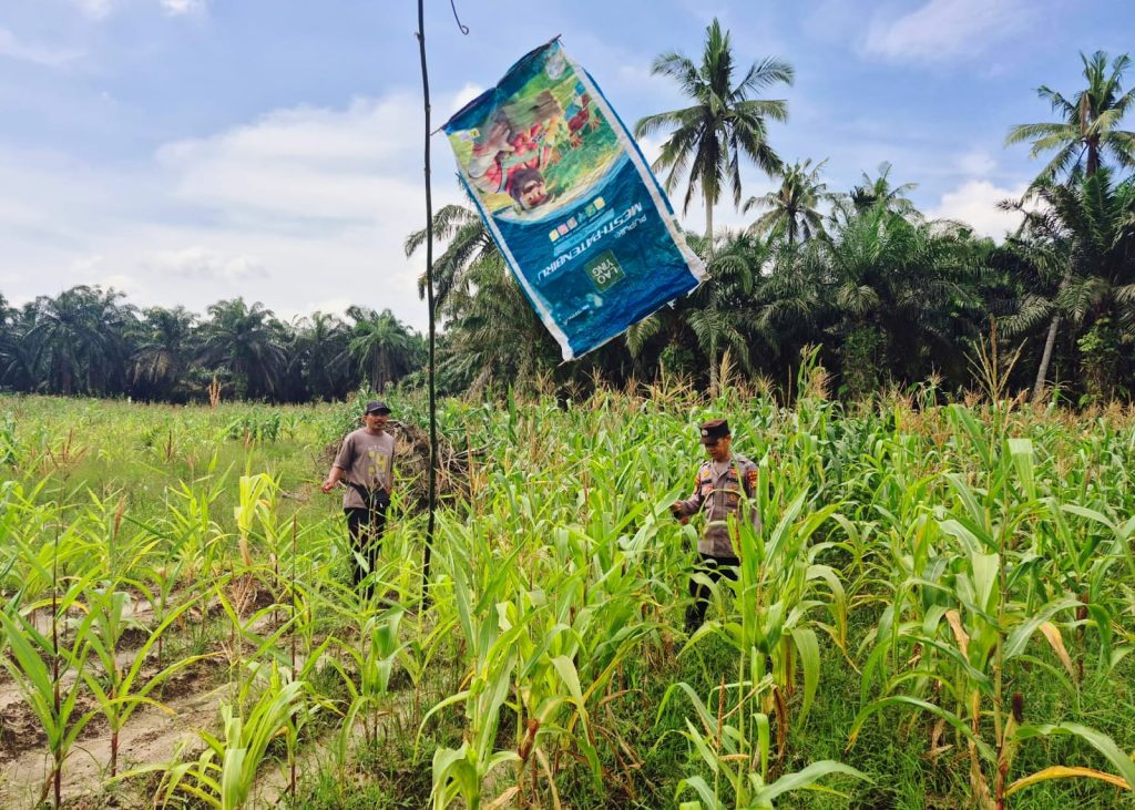 Personel Bhabinkamtibmas Polsek Teluk Meranti, Brigadir Indra Lumban Tobing, turun langsung melakukan monitoring pengelolaan lahan hijau di area dinas, Senin (25/5/2026) sore. (Foto: Polsek Teluk Meranti)
