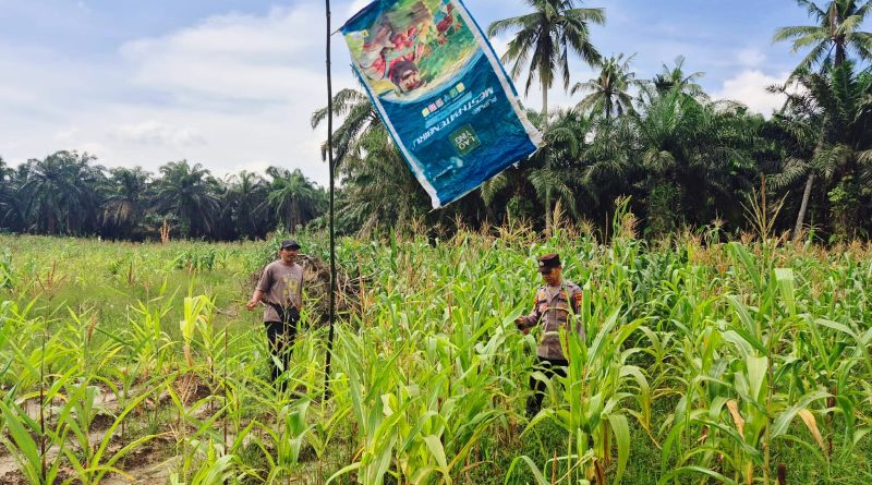 Personel Bhabinkamtibmas Polsek Teluk Meranti, Brigadir Indra Lumban Tobing, turun langsung melakukan monitoring pengelolaan lahan hijau di area dinas, Senin (25/5/2026) sore. (Foto: Polsek Teluk Meranti)