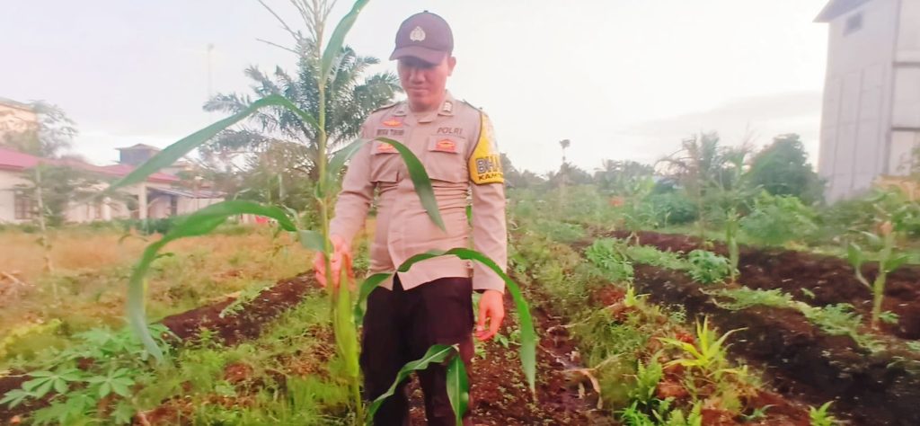 Anggota Bhabinkamtibmas Polsek Teluk Meranti, Brigadir Indra Lumban Tobing, menunjukkan peran aktif dengan turun langsung ke area pertanian dinas, Senin (25/5/2026) sore. (Foto: Polsek Teluk Meranti)