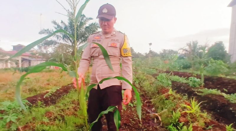Anggota Bhabinkamtibmas Polsek Teluk Meranti, Brigadir Indra Lumban Tobing, menunjukkan peran aktif dengan turun langsung ke area pertanian dinas, Senin (25/5/2026) sore. (Foto: Polsek Teluk Meranti)