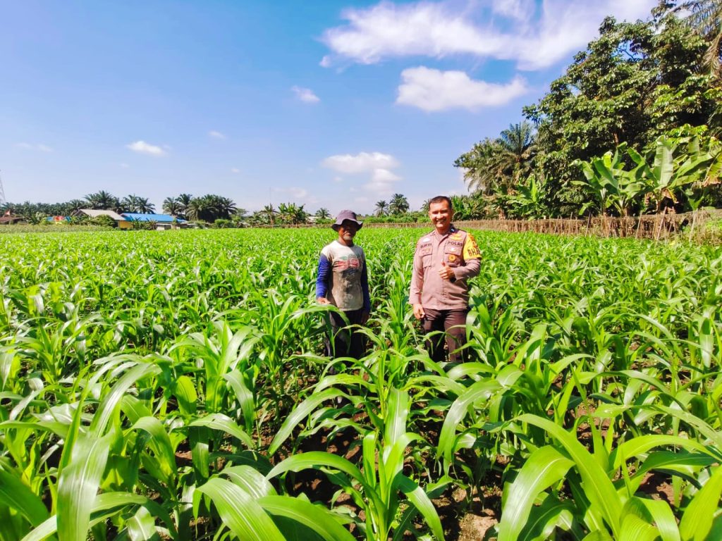 Bhabinkamtibmas Desa Sialang Kubang, Aipda Suryatman Akbar, S.H., turun langsung ke lapangan melakukan pengecekan berkala terhadap komoditas tanaman jagung pipil milik BUMDes Sialang Kubang, Kamis (28/5/2026). (Foto: Humas Polres Kampar)