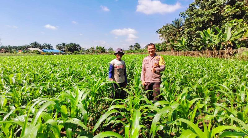 Bhabinkamtibmas Desa Sialang Kubang, Aipda Suryatman Akbar, S.H., turun langsung ke lapangan melakukan pengecekan berkala terhadap komoditas tanaman jagung pipil milik BUMDes Sialang Kubang, Kamis (28/5/2026). (Foto: Humas Polres Kampar)