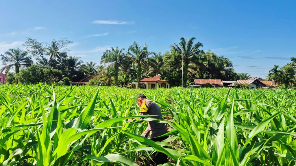 Bhabinkamtibmas Desa Sukaraja, Briptu Ari Yugo Hutomo, turun langsung ke area perkebunan melakukan pengecekan menyeluruh terhadap komoditas tanaman jagung pipil di lahan seluas 1 hektar, Kamis (28/5/2026) pagi. (Foto: Humas Polres Kuantan Singingi)