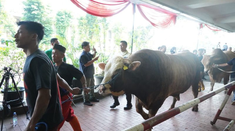 Sapi kurban di Masjid Istiqlal. (Foto: Kemenag RI)