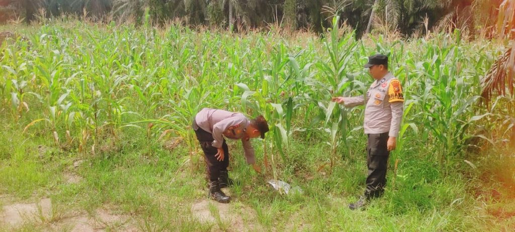 Ps. Kanit Binmas Polsek Sabak Auh, Aipda Romi Arief, S., turun langsung melakukan pemantauan di lokasi pada Jumat (29/5/2026) pagi sekitar pukul 09.00 WIB. (Foto: Humas Polsek Sabak Auh)