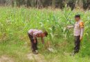 Ps. Kanit Binmas Polsek Sabak Auh, Aipda Romi Arief, S., turun langsung melakukan pemantauan di lokasi pada Jumat (29/5/2026) pagi sekitar pukul 09.00 WIB. (Foto: Humas Polsek Sabak Auh)