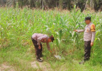 Ps. Kanit Binmas Polsek Sabak Auh, Aipda Romi Arief, S., turun langsung melakukan pemantauan di lokasi pada Jumat (29/5/2026) pagi sekitar pukul 09.00 WIB. (Foto: Humas Polsek Sabak Auh)