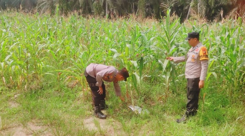 Ps. Kanit Binmas Polsek Sabak Auh, Aipda Romi Arief, S., turun langsung melakukan pemantauan di lokasi pada Jumat (29/5/2026) pagi sekitar pukul 09.00 WIB. (Foto: Humas Polsek Sabak Auh)