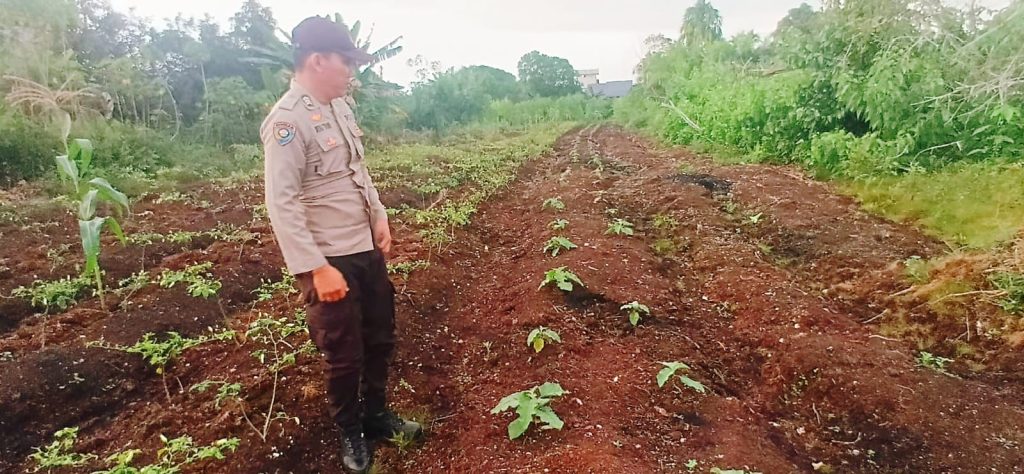 Kapolsek Teluk Meranti, Ipda Vicki Rizky, menjelaskan bahwa proyek percontohan pertanian ini sengaja dibangun di lingkungan kantor, Kamis (28/5/2026). (Foto: Humas Polsek Teluk Meranti)