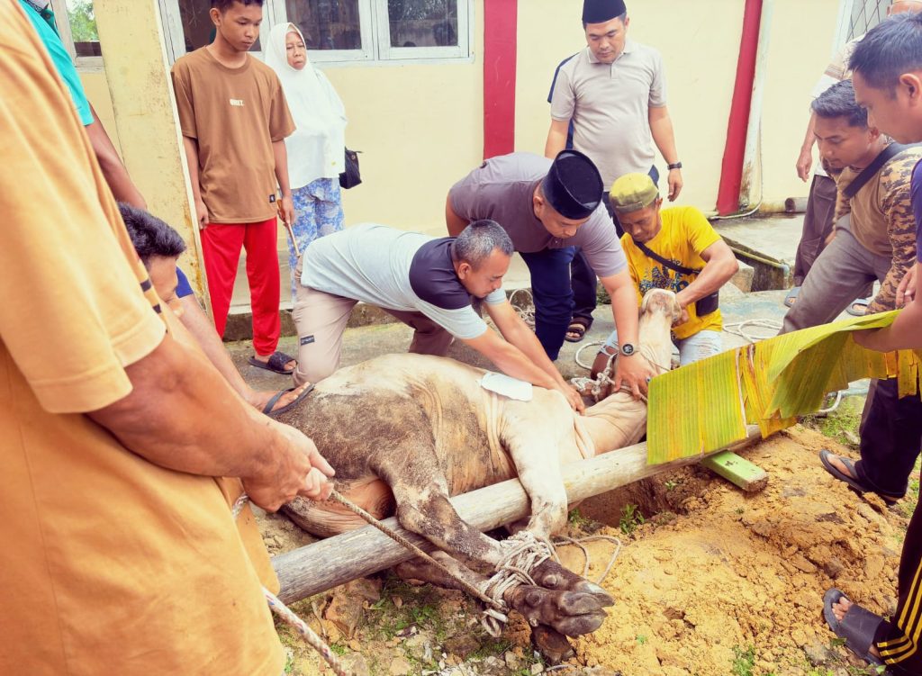 Kepala SMAN 13 Pekanbaru, Benny Rio Denaldy, S.Si., M.Pd., turun langsung memimpin jalannya seluruh prosesi pemotongan hewan kurban sejak pukul 08.00 WIB, Kamis (28/5/2026). (Foto: Humas SMA Negeri 13 Pekanbaru)