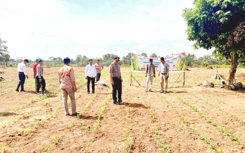 Kapolsek Cerenti, Iptu Peri Padli, S.H., saat memimpin peninjauan area budidaya tanaman jagung pipil seluas 1 hektar yang berlokasi di Desa Sikakak, Kecamatan Cerenti, Kabupaten Kuantan Singingi (Kuansing), Senin (1/6/2026). (Foto: Humas Polsek Cerenti)