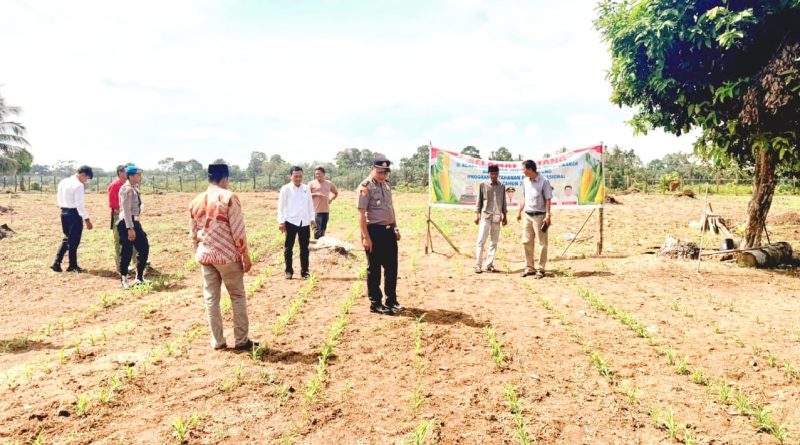 Kapolsek Cerenti, Iptu Peri Padli, S.H., saat memimpin peninjauan area budidaya tanaman jagung pipil seluas 1 hektar yang berlokasi di Desa Sikakak, Kecamatan Cerenti, Kabupaten Kuantan Singingi (Kuansing), Senin (1/6/2026). (Foto: Humas Polsek Cerenti)