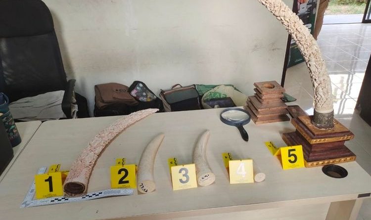Direktorat Jenderal Penegakan Hukum Kehutanan (Gakkumhut) Kementerian Kehutanan sukses menuntaskan pemberkasan perkara dugaan perdagangan gading gajah, Selasa (2/6/2026). (Foto: Kemenhut RI)
