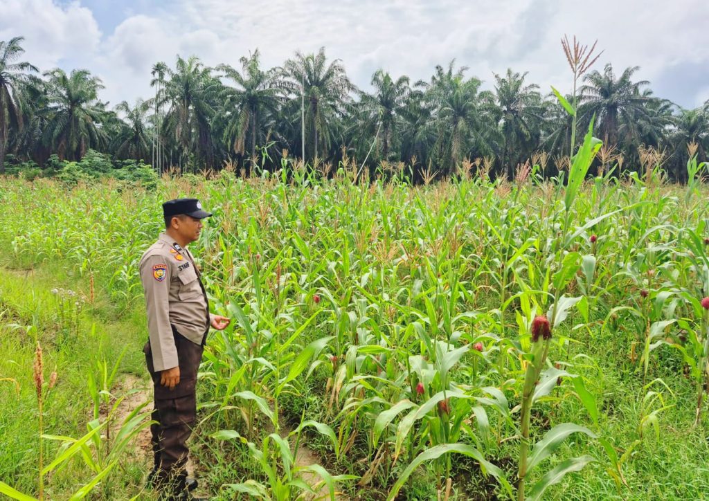 Bhabinkamtibmas Polsek Sabak Auh, Aiptu Syarif Adli, S.H., turun langsung ke lapangan untuk meninjau secara lahan pertanian binaan pada Selasa (2/6/2026). (Foto: