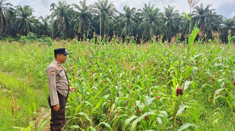 Bhabinkamtibmas Polsek Sabak Auh, Aiptu Syarif Adli, S.H., turun langsung ke lapangan untuk meninjau secara lahan pertanian binaan pada Selasa (2/6/2026). (Foto: