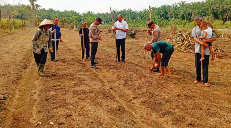 Kapolsek Kampar Kiri Hilir (KKH), AKP Era Maifo, S.H., pada Rabu (3/6/2026) pagi sekitar pukul 09.30 WIB melaksanakan penanaman perdana komoditas jagung pipil di Desa Sungai Simpang Dua, Kecamatan Kampar Kiri Hilir, Kabupaten Kampar, Riau. (Foto: Humas Polres Kampar)