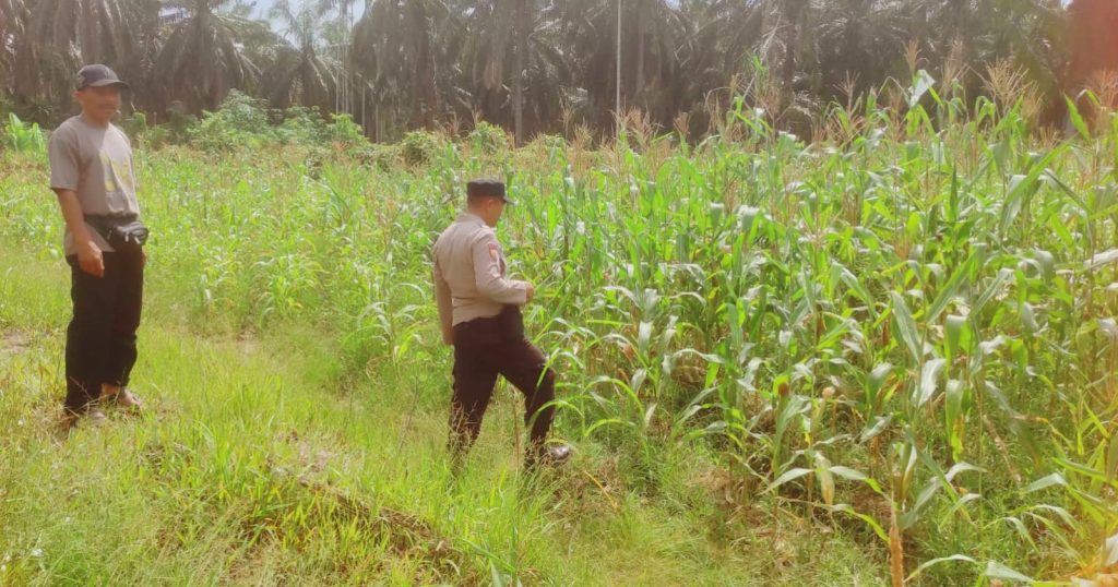 Polsek Sabak Auh, Polres Siak, Aiptu Syarif Adli, memantau tanaman jagung pipil milik UPTD Pertanian Kecamatan Sabak Auh, Kabupaten Siak, Riau, Minggu (7/6/2026) pagi. (Foto: Humas Polsek Sabak Auh)