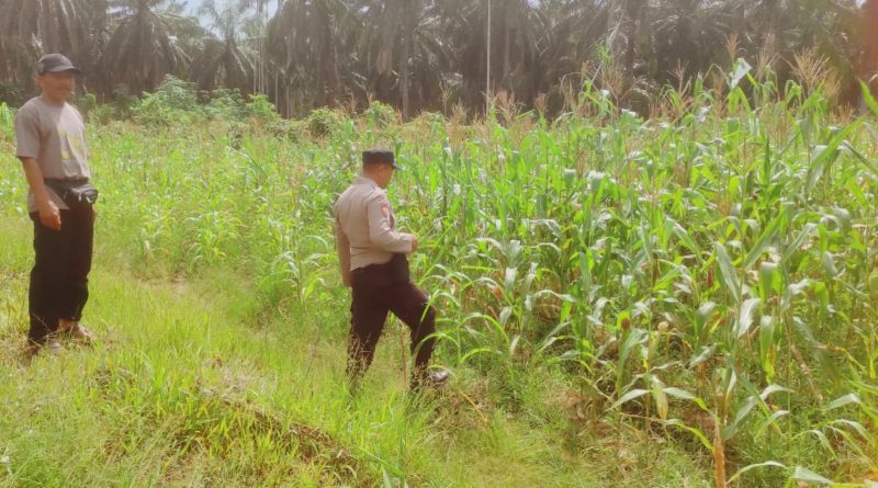 Polsek Sabak Auh, Polres Siak, Aiptu Syarif Adli, memantau tanaman jagung pipil milik UPTD Pertanian Kecamatan Sabak Auh, Kabupaten Siak, Riau, Minggu (7/6/2026) pagi. (Foto: Humas Polsek Sabak Auh)