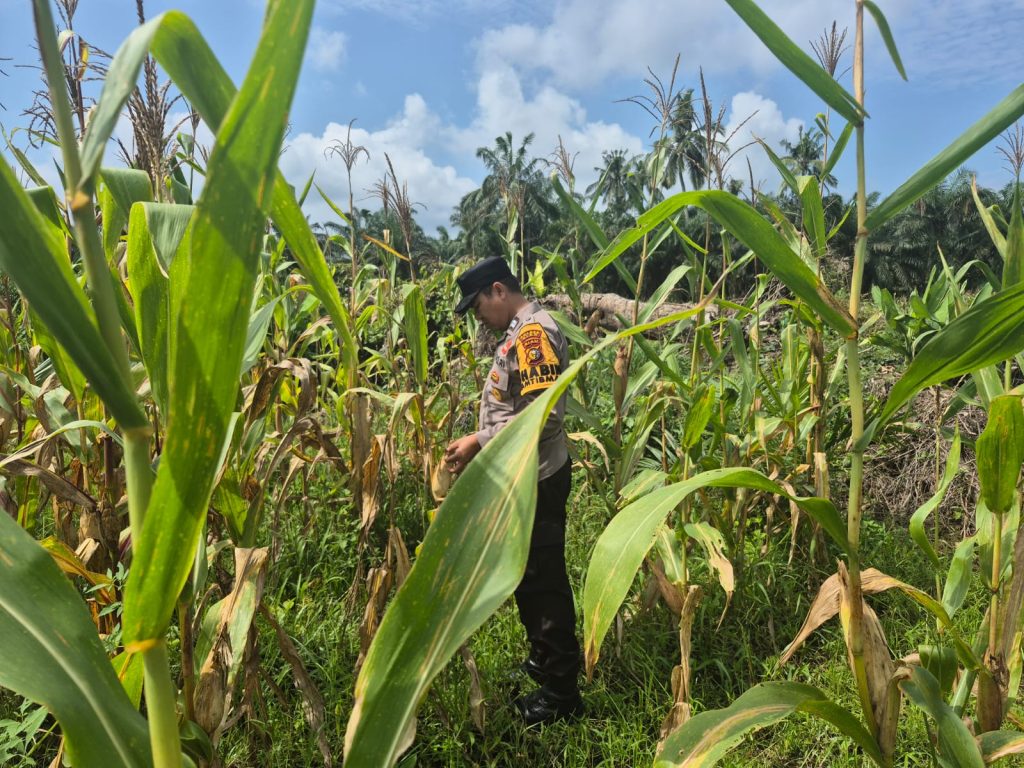 Bhabinkamtibmas Polsek Sabak Auh, Polres Siak, Aiptu Syarif Adli, turun langsung melaksanakan pemantauan intensif di lahan tanaman jagung pipil milik UPTD Pertanian Kecamatan Sabak Auh, Senin (8/6/2026). (Foto: Humas Polsek Sabak Auh)
