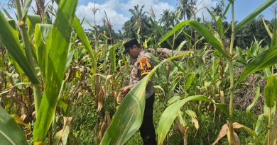 Bhabinkamtibmas Polsek Sabak Auh, Polres Siak, Aiptu Syarif Adli, turun langsung melaksanakan pemantauan intensif di lahan tanaman jagung pipil milik UPTD Pertanian Kecamatan Sabak Auh, Senin (8/6/2026). (Foto: Humas Polsek Sabak Auh)