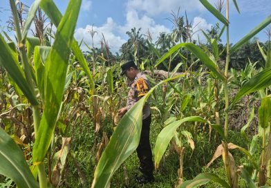 Bhabinkamtibmas Polsek Sabak Auh, Polres Siak, Aiptu Syarif Adli, turun langsung melaksanakan pemantauan intensif di lahan tanaman jagung pipil milik UPTD Pertanian Kecamatan Sabak Auh, Senin (8/6/2026). (Foto: Humas Polsek Sabak Auh)