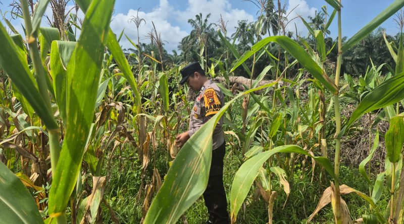 Bhabinkamtibmas Polsek Sabak Auh, Polres Siak, Aiptu Syarif Adli, turun langsung melaksanakan pemantauan intensif di lahan tanaman jagung pipil milik UPTD Pertanian Kecamatan Sabak Auh, Senin (8/6/2026). (Foto: Humas Polsek Sabak Auh)