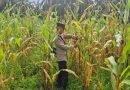 Polsek Sabak Auh, Polres Siak melalui Ps. Kanit Binmas, Aipda Romi Arief Saputra, pihak kepolisian rutin melakukan monitoring berkala ke area pertanian milik daerah memantau perkembangan tanaman jagung pipil yang dikelola oleh UPTD Pertanian Kecamatan Sabak Auh, Kabupaten Siak, Selasa (9/6/2026). (Foto: Humas Polsek Sabak Auh)