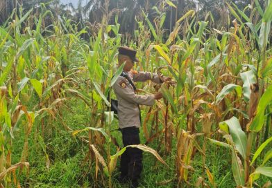 Polsek Sabak Auh, Polres Siak melalui Ps. Kanit Binmas, Aipda Romi Arief Saputra, pihak kepolisian rutin melakukan monitoring berkala ke area pertanian milik daerah memantau perkembangan tanaman jagung pipil yang dikelola oleh UPTD Pertanian Kecamatan Sabak Auh, Kabupaten Siak, Selasa (9/6/2026). (Foto: Humas Polsek Sabak Auh)