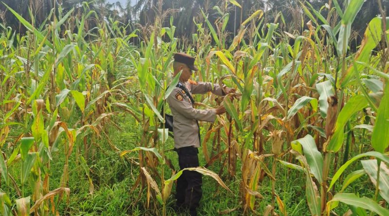 Polsek Sabak Auh, Polres Siak melalui Ps. Kanit Binmas, Aipda Romi Arief Saputra, pihak kepolisian rutin melakukan monitoring berkala ke area pertanian milik daerah memantau perkembangan tanaman jagung pipil yang dikelola oleh UPTD Pertanian Kecamatan Sabak Auh, Kabupaten Siak, Selasa (9/6/2026). (Foto: Humas Polsek Sabak Auh)