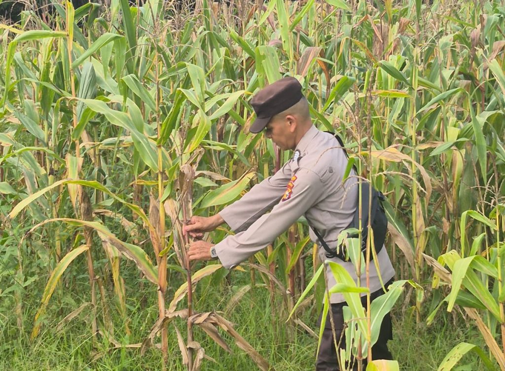 Ps. Kanit Binmas Polsek Sabak Auh, Aipda Romi Arief Saputra melakukan pemantauan intensif terhadap tanaman jagung pipil yang kini telah memasuki usia vegetatif 81 hari, Kamis (11/6/2026) pukul 09.00 WIB. (Foto: Humas Kapolsek Sabak Auh)