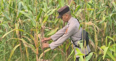 Ps. Kanit Binmas Polsek Sabak Auh, Aipda Romi Arief Saputra melakukan pemantauan intensif terhadap tanaman jagung pipil yang kini telah memasuki usia vegetatif 81 hari, Kamis (11/6/2026) pukul 09.00 WIB. (Foto: Humas Kapolsek Sabak Auh)