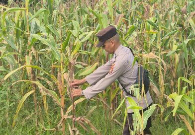 Ps. Kanit Binmas Polsek Sabak Auh, Aipda Romi Arief Saputra melakukan pemantauan intensif terhadap tanaman jagung pipil yang kini telah memasuki usia vegetatif 81 hari, Kamis (11/6/2026) pukul 09.00 WIB. (Foto: Humas Kapolsek Sabak Auh)