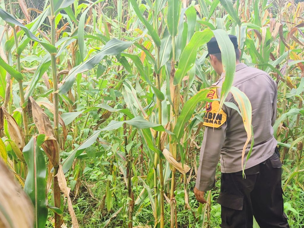 Bhabinkamtibmas Polsek Sabak Auh, Aiptu Syarif Adli, S.H. menyambangi lahan percontohan seluas satu hektare milik UPTD Pertanian Kecamatan Sabak Auh, Kabupaten Siak, Riau, Minggu (14/6/2026) pukul 09.00 WIB. (Foto: Humas Polsek Sabak Auh)