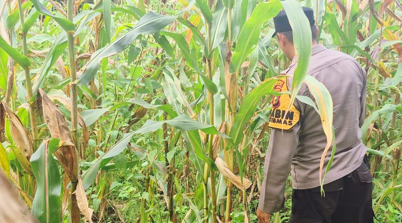 Bhabinkamtibmas Polsek Sabak Auh, Aiptu Syarif Adli, S.H. menyambangi lahan percontohan seluas satu hektare milik UPTD Pertanian Kecamatan Sabak Auh, Kabupaten Siak, Riau, Minggu (14/6/2026) pukul 09.00 WIB. (Foto: Humas Polsek Sabak Auh)