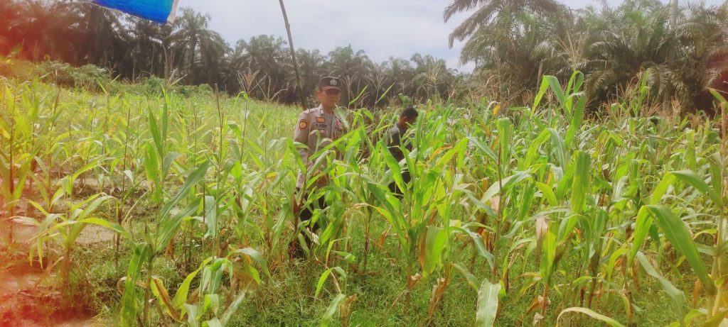 Ps. Kanit Binmas Polsek Sabak Auh, Aipda Romi Arief Saputra rutin menerjunkan personel untuk memantau perkembangan draf program Asta Cita di lapangan yaitu komoditas jagung pipil seluas kurang lebih satu hektare, Senin (15/6/2026) pukul 09.00 WIB. (Foto: Polres Siak)