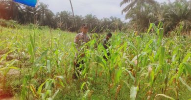 Ps. Kanit Binmas Polsek Sabak Auh, Aipda Romi Arief Saputra rutin menerjunkan personel untuk memantau perkembangan draf program Asta Cita di lapangan yaitu komoditas jagung pipil seluas kurang lebih satu hektare, Senin (15/6/2026) pukul 09.00 WIB. (Foto: Polres Siak)