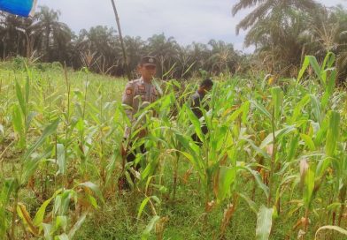 Ps. Kanit Binmas Polsek Sabak Auh, Aipda Romi Arief Saputra rutin menerjunkan personel untuk memantau perkembangan draf program Asta Cita di lapangan yaitu komoditas jagung pipil seluas kurang lebih satu hektare, Senin (15/6/2026) pukul 09.00 WIB. (Foto: Polres Siak)