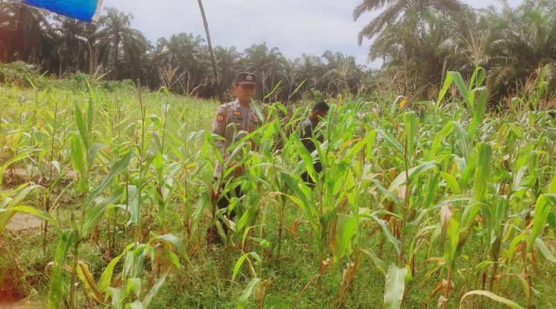 Ps. Kanit Binmas Polsek Sabak Auh, Aipda Romi Arief Saputra rutin menerjunkan personel untuk memantau perkembangan draf program Asta Cita di lapangan yaitu komoditas jagung pipil seluas kurang lebih satu hektare, Senin (15/6/2026) pukul 09.00 WIB. (Foto: Polres Siak)