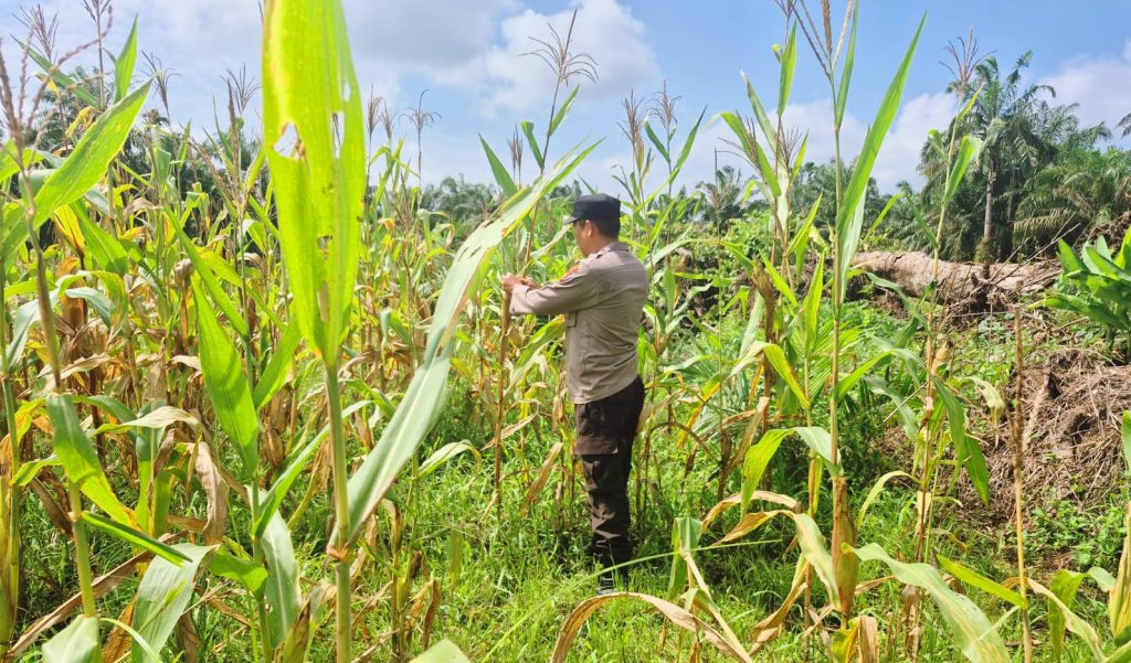 Bhabinkamtibmas Polsek Sabak Auh, Aiptu Syarif Adli, S.H., turun langsung memimpin pemantauan di area budi daya jagung pipil, Selasa (16/6/2026) pukul 09.00 WIB di lahan ketahanan pangan Kecamatan Sabak Auh, Kabupaten Siak, Riau. (Foto: Kapolsek Sabak Auh Polres Siak)
