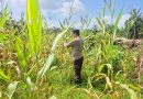 Bhabinkamtibmas Polsek Sabak Auh, Aiptu Syarif Adli, S.H., turun langsung memimpin pemantauan di area budi daya jagung pipil, Selasa (16/6/2026) pukul 09.00 WIB di lahan ketahanan pangan Kecamatan Sabak Auh, Kabupaten Siak, Riau. (Foto: Kapolsek Sabak Auh Polres Siak)