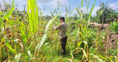 Bhabinkamtibmas Polsek Sabak Auh, Aiptu Syarif Adli, S.H., turun langsung memimpin pemantauan di area budi daya jagung pipil, Selasa (16/6/2026) pukul 09.00 WIB di lahan ketahanan pangan Kecamatan Sabak Auh, Kabupaten Siak, Riau. (Foto: Kapolsek Sabak Auh Polres Siak)