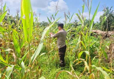 Bhabinkamtibmas Polsek Sabak Auh, Aiptu Syarif Adli, S.H., turun langsung memimpin pemantauan di area budi daya jagung pipil, Selasa (16/6/2026) pukul 09.00 WIB di lahan ketahanan pangan Kecamatan Sabak Auh, Kabupaten Siak, Riau. (Foto: Kapolsek Sabak Auh Polres Siak)