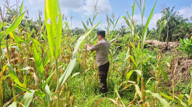 Bhabinkamtibmas Polsek Sabak Auh, Aiptu Syarif Adli, S.H., turun langsung memimpin pemantauan di area budi daya jagung pipil, Selasa (16/6/2026) pukul 09.00 WIB di lahan ketahanan pangan Kecamatan Sabak Auh, Kabupaten Siak, Riau. (Foto: Kapolsek Sabak Auh Polres Siak)