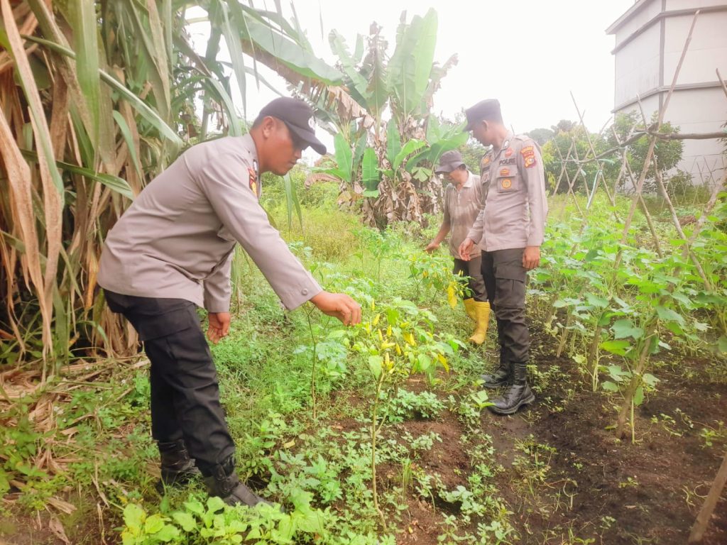 Polsek Teluk Meranti, Polres Pelalawan, turun langsung memantau perkembangan budidaya tanaman cabai di wilayah Kecamatan Teluk Meranti, Kabupaten Pelalawan, Riau, Sabtu (20/6/2026). (Foto: Polsek Teluk Meranti Polres Pelalawan)