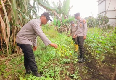 Polsek Teluk Meranti, Polres Pelalawan, turun langsung memantau perkembangan budidaya tanaman cabai di wilayah Kecamatan Teluk Meranti, Kabupaten Pelalawan, Riau, Sabtu (20/6/2026). (Foto: Polsek Teluk Meranti Polres Pelalawan)