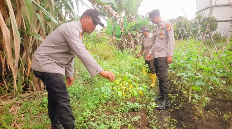 Polsek Teluk Meranti, Polres Pelalawan, turun langsung memantau perkembangan budidaya tanaman cabai di wilayah Kecamatan Teluk Meranti, Kabupaten Pelalawan, Riau, Sabtu (20/6/2026). (Foto: Polsek Teluk Meranti Polres Pelalawan)