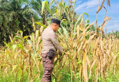 Bhabinkamtibmas Polsek Sabak Auh, Aiptu Syarif Adli, S.H., turun langsung memantau perkembangan budidaya tanaman jagung pipil, Sabtu (20/6/2026) pukul 10.00 WIB. (Foto: Polsek Sabak Auh Polres Siak)