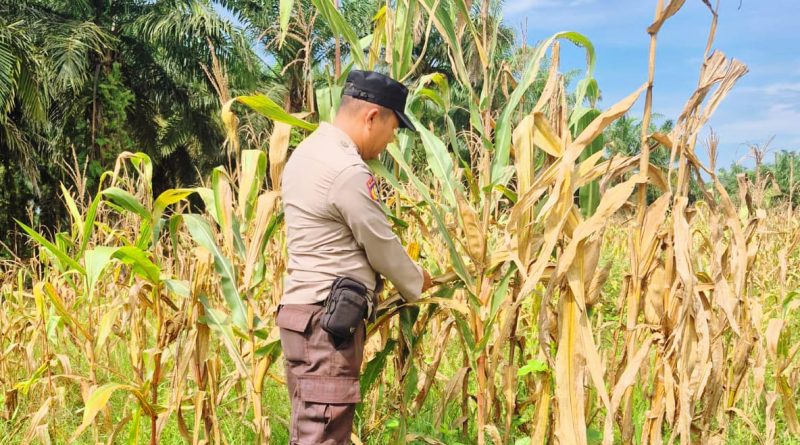 Bhabinkamtibmas Polsek Sabak Auh, Aiptu Syarif Adli, S.H., turun langsung memantau perkembangan budidaya tanaman jagung pipil, Sabtu (20/6/2026) pukul 10.00 WIB. (Foto: Polsek Sabak Auh Polres Siak)