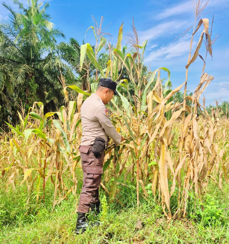Bhabinkamtibmas Polsek Sabak Auh, Aiptu Syarif Adli, S.H., turun langsung memantau perkembangan budidaya tanaman jagung pipil, Sabtu (20/6/2026) pukul 10.00 WIB. (Foto: Polsek Sabak Auh Polres Siak)